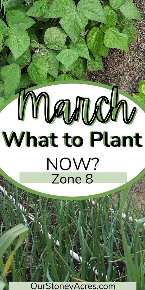 Planting Calendar For Zone 8, Nc Gardening Guide, Zone 8 Flower Planting Schedule, Planting Zone 8b Vegetable Garden, Zone 8 And 9 Landscaping, Zone 8 Garden Plans, Zone 8b Planting Schedule Vegetables, 8b Zone Gardening, 8b Gardening Zone Plants