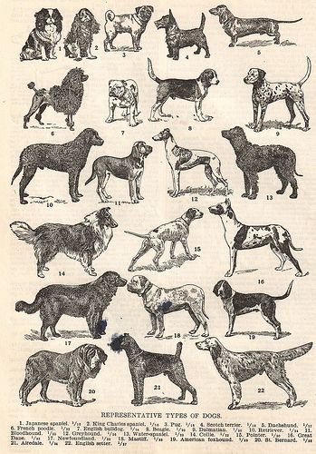 Vintage Dogs - some have changed, others not so much. | Ha! Designs on Flickr Water Spaniel, American Foxhound, French Poodle, Art Pinterest, Retro Dog, Vintage Dictionary, Dog Skin, Dog Poster, English Setter