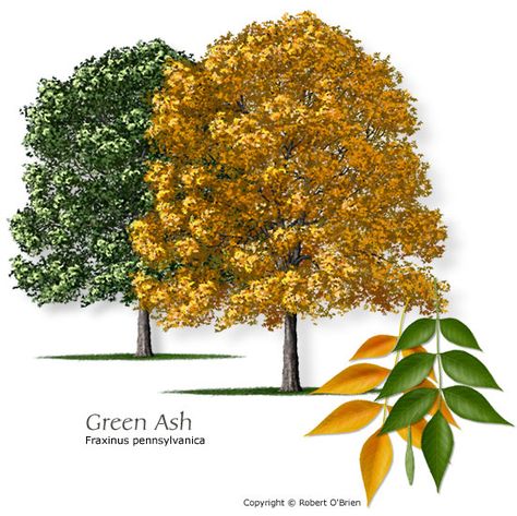 Green Ash Texas native, reliable fall color Features:	Fall color is usually yellow. Comments:	Tolerates a wide range of soil conditions. Needs pruning to develop strong branch structure. Problems:	Susceptible to ice damage. Can develop large surface roots. Green Ash Tree, Texas Trees, Desert Willow, Planting Tools, Texas Gardening, Ash Tree, Specimen Trees, Green Ash, Crape Myrtle