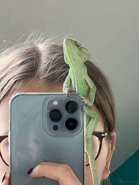 Chameleon Cute, Chameleon Aesthetic, Reptile Aesthetic, Chameleon Reference, Aesthetic Chameleon, Chameleon Care, Lizard Girl, Chameleon Pet Aesthetic, Chameleon Tattoo