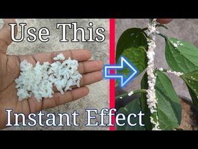 How To Get Rid Of Mealy Bugs On Plants, Mealy Bugs How To Get Rid Of, White Bugs On Plants, Plant Deficiencies, Gardening Journal, Garden Answer, Kill Bugs, Mealy Bugs, Hydroponic Systems