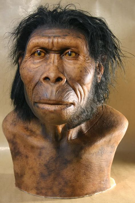 Homo habilis - reconstruction Human Fossils, Homo Habilis, Facial Reconstruction, Prehistoric Man, Handy Man, Stone Tools, Theory Of Evolution, Human Evolution, Early Humans