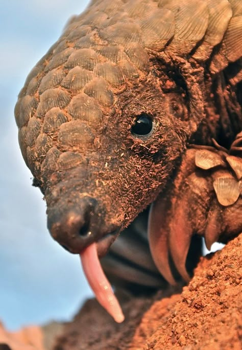 Pangolin Photography, Pangolin Cute, Baby Pangolin, Cute Pangolin, Indian Pangolin, Pangolin Art, Ground Pangolin, Sunda Pangolin, Cute Animal Quotes