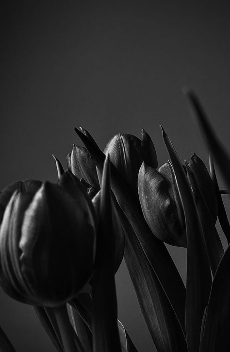 Black Tulips Wallpaper, Black Tulips Aesthetic, Tulips Meaning, Tulip Drawing, Dark Green Wallpaper, Flowers Wallpapers, Cute Black Wallpaper, Black Tulips, Black Background Wallpaper