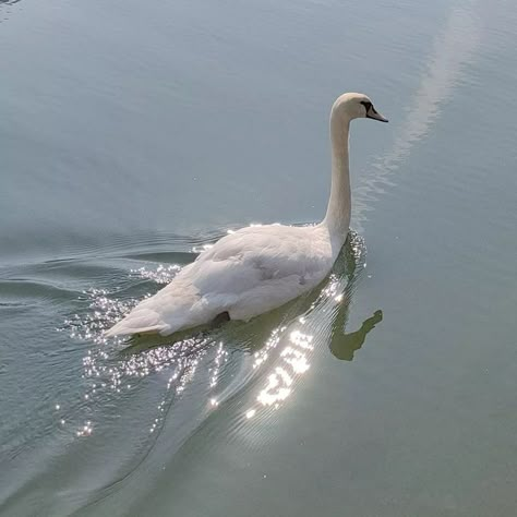 Cho Chang, Mute Swan, Swan Princess, Swan Song, White Swan, Harry Potter Aesthetic, Princess Aesthetic, Mischief Managed, Swan Lake