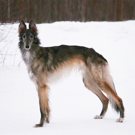 Bon Zoi’z Christmas Cupid ”Haru” 15 months. #silkenwindhound #sighthounds #silkkivinttikoira #sighthound #longboi Pretty Dog Pictures, Windhound Silken, Weird Dog Breeds, Deer Hound, Silken Windhound Puppy, Sighthound Art, Snow Dog, Cool Dog Breeds, Beautiful Animals