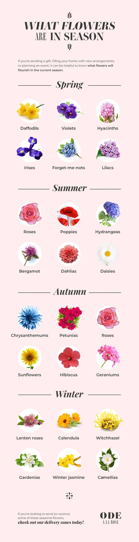 Flowers By Season, April Flowers In Season, May Flowers In Season, Flower Season Chart, July Flowers In Season, Flowers In September Seasons, August Flowers In Season, June Flowers In Season, Whats In Season October Flowers