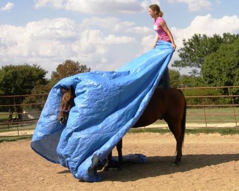 desensitizing using a tarp while standing on the back of a horse.   Pretty amazing!! Horse Desensitizing, Horse Pretty, Horse Obstacle Course, Horse Obstacles, Training Horses, Horse Lessons, Horse Arena, Horse Barn Plans, Horse Exercises