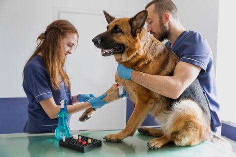 Download this Free Photo | Close-up doctor checking small cat Doctor Help, Animal Doctor, Sick Dog, Vet Clinics, Veterinary Hospital, Animal Crafts For Kids, Veterinary Clinic, Big Dog, Small Cat