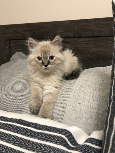 Comfy white rag doll kitten long hair sitting on a pillow. Long Hair Kittens, Rag Doll Kittens, Anthropomorphic Characters, Long Haired Kittens, Cat Enrichment, Toyger Cat, Animal Aesthetic, Ragdoll Kittens, Dream's Cat