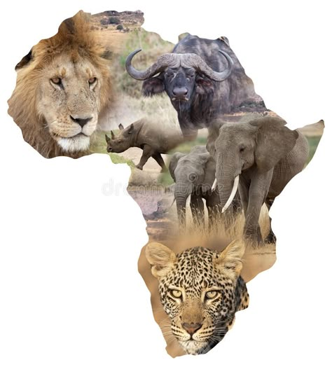 African wildlife background. African wildlife map with the Big Five: african lio , #AFF, #Big, #african, #lion, #map, #African #ad Africa Map Art, Big Five Animals, Africa Drawing, African Wildlife Photography, Logo Frame, Map Of Africa, Panthera Leo, Animal Lion, Africa Wildlife