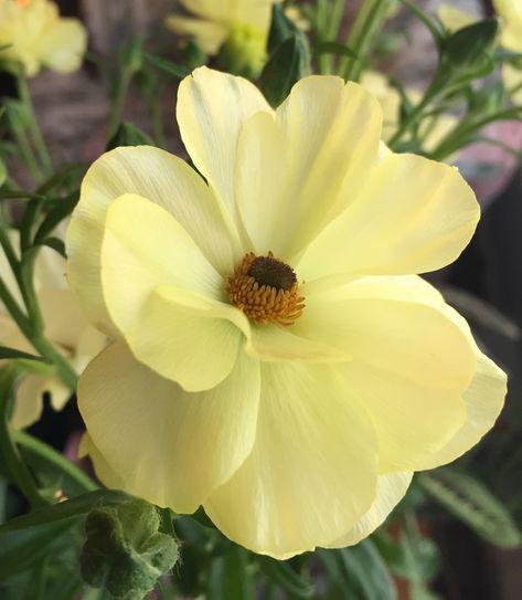 Yellow Anemone Flower, Yellow Butterfly Ranunculus, Botanical Calendar, Butterfly Ranunculus, Flowers Yellow, Yellow Butterfly, Paper Flower Tutorial, Soft Yellow, Sugar Flowers