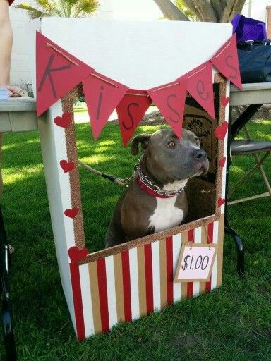 Animal Shelter Fundraiser, Modern Pet Furniture, Dog Friendly Backyard, Pet Parade, Dog Calendar, Dog Club, Craft Booth Displays, Valentines Day Dog, Dog Photoshoot