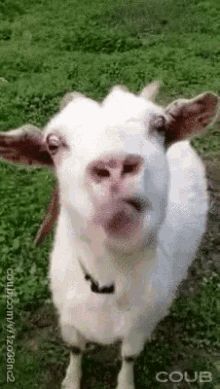 Goat Goat Lick GIF - Goat GoatLick TongueOut - Discover & Share GIFs Funny Emoji Faces, Goats Funny, Animated Animals, Funny Emoji, Funny Animal Memes, Animal Wallpaper, Cuteness Overload, Animal Gifs, Funny Animal Videos