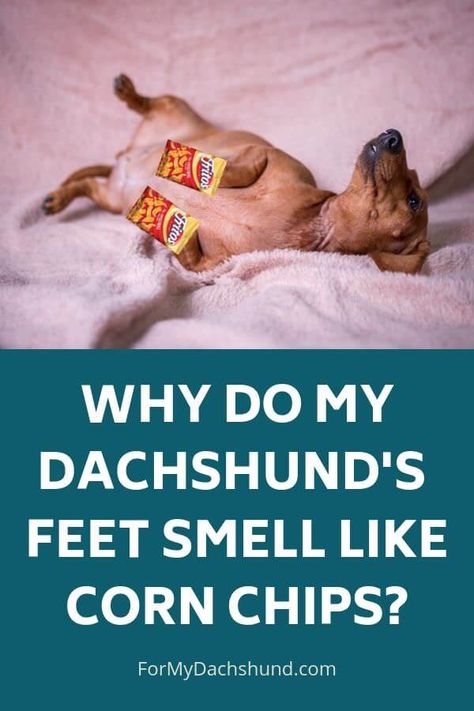 Do your Dachshund's feet smell like corn chips? Find out why they smell like Fritos, how to minimize it if it grosses you out, and when you should take your dog to the vet. Dogs Feet Smell Like Fritos, Dog Smells Like Corn Chips, Dachshund Personality, Dachshund Breed, Dog Smells, Group Of Dogs, Long Haired Dachshund, What Dogs, Pet Shampoo