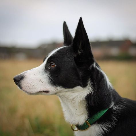 Border Collie Reference, Animal Side Profile, Dog Side Profile, Dog Side View, Beautiful Side Profile, Mask Reference, Side View Of Face, Border Collie Pictures, Dog Reference