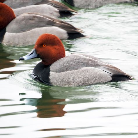 https://flic.kr/p/2kE2aU5 | Redhead | One of the most attractive winter ducks, Redheads have an unattractive reputation for laying their eggs in the nests of other species (especially similar-looking Canvasbacks). This may sound lazy, but really it's a brilliant strategy; if one nest gets predated, some of a Redhead's chicks will still survive elsewhere. They must have strong instincts: after being raised by a Mallard or Pintail, Shoveler or Wigeon, they still end up sounding, migrating, and be Redhead Duck, Public Domain Photos, Mallard, Beautiful Birds, Ducks, Massachusetts, Redheads, Birds, The Incredibles