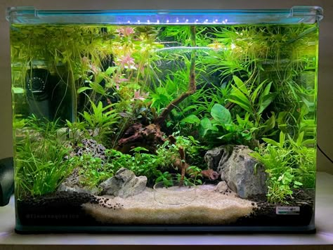 My low tech planted crystal red aquascape. The tank is a 35L Dennerle Scapers Tank. 10gallon Aquascape, Low Tech Planted Tank, Fish Tank Aquascape, Betta Aquascape Planted Aquarium, Aquascape 10 Gallon, Shrimp Aquarium Aquascaping, 37 Gallon Fish Tank Ideas, Planted Betta Aquarium, Aqua Scape Ideas Planted Aquarium