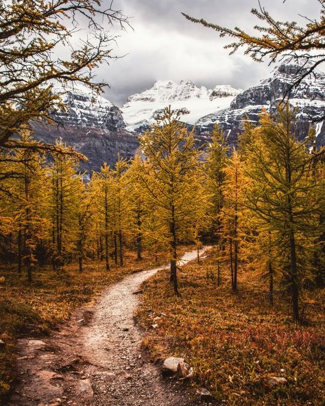 pinterest: chelseashaf || IG: chelseashaf Temperate Deciduous Forest, Deciduous Forest, Forest Falls, Moraine Lake, Forest Pictures, Autumn Scenes, World Images, Fall Time, Amazing Nature Photos