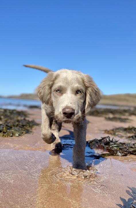 Long Haired Weimaraner Puppy, Long Haired Weimaraner, Weimaraner Puppies, Weimaraner Dogs, Dream Dog, Pretty Dogs, Weimaraner, Hunting Dogs, Cocker Spaniel