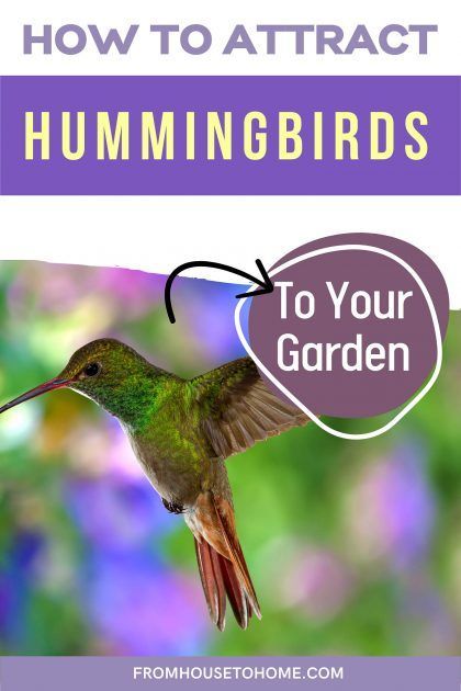 How To Attract Hummingbirds To Your Garden | Want to attract hummingbirds to your garden? Find out how to provide food, water and shelter that will get these pretty birds to visit your yard. | Gardening Tips Hummingbird Symbolism, Diy Hummingbird Feeder, Attracting Hummingbirds, Red Hummingbird, Backyard Birds Sanctuary, Hummingbird Food, Hummingbird Plants, Attract Hummingbirds, Hummingbird Flowers