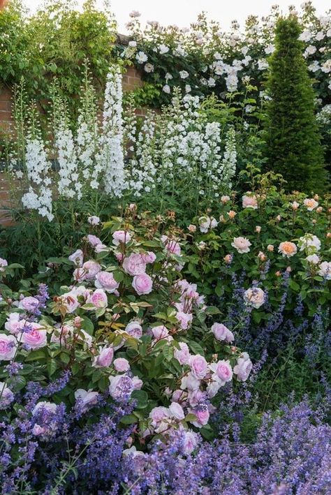 White delphiniums and purple nepeta catmint with Rosa 'Olivia Rose Austin' / bred by David Austin Rosen Beet, Gladioli, Cottage Garden Design, English Cottage Garden, Home Landscaping, Garden Borders, White Gardens, Gorgeous Gardens, English Garden