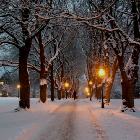 Hello Walk @ The University of Idaho. Gorgeous in the winter :) Idaho Winter, Moscow Idaho, College Photography, My Own Private Idaho, University Of Idaho, Family Road Trips, Street Lamp, Dell Inspiron, Power Cord