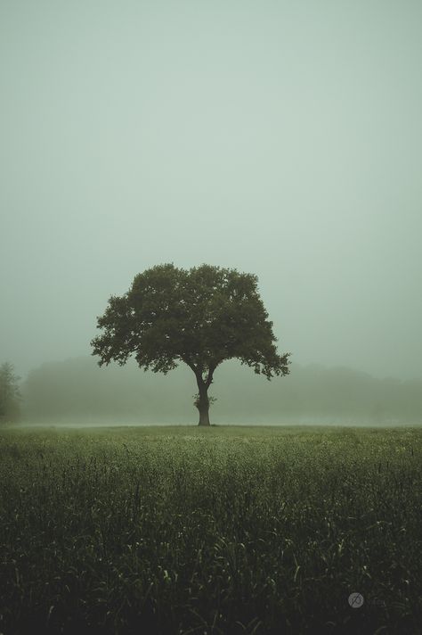 misty Misty Trees, Misty Woods Aesthetic, Misty Day Aesthetic, Misty Morning Photography, Misty Country Morning, Plains Landscape, Beautiful Summer Wallpaper, Dark Landscape, Cool Pictures For Wallpaper