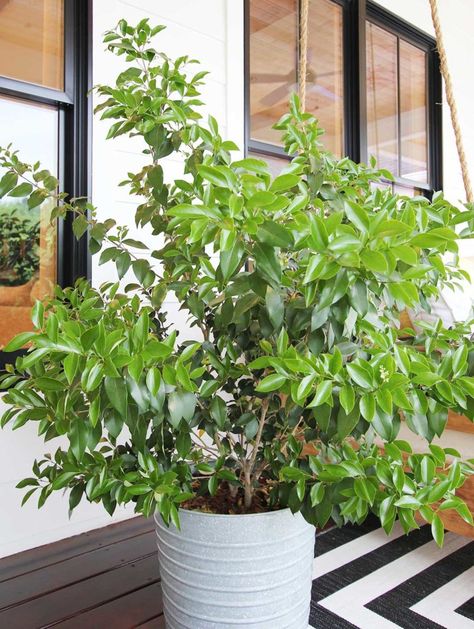 8 Best Shrubs and Trees for Containers - Plank and Pillow Trees For Containers, Shrubs For Containers, Potted Trees Patio, Evergreen Potted Plants, Plants For Planters, Plank And Pillow, Potted Plants Patio, Front Porch Plants, Porch Trees