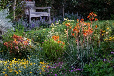 Australian Cottage, Garden Tools Design, Cabin Garden, Australian Garden Design, Memorial Gardens, Bush Garden, Australian Natives, Australian Native Garden, Flannel Flower