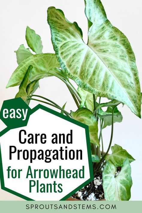 Arrow Leaf Plant, How To Propagate Arrowhead Plant, Arrowhead Plant In Water, Berry Allusion Arrowhead Plant, Arrow Plant Care, Arrowhead Plant Propagation, Arrowhead Vine Houseplant, Arrowhead Plant Varieties, Arrow Head Plants