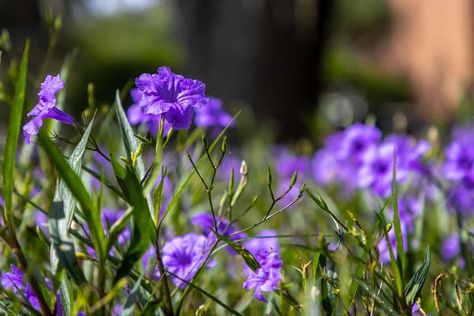 Mexican Petunia Landscaping Ideas, Mexican Petunia Care, Mexican Petunias, Mexican Petunia, Petunia Care, Gardening Knowledge, Meadow Sage, Petunia Plant, Petunia Flower