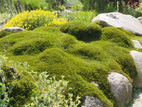 Rockery Garden, Australian Garden Design, Australian Garden, Native Garden, Biome, Mini Garden, Plant Design, Christchurch, Ground Cover