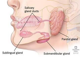 Swellings in the angle of Mandible, Floor of Mouth & Palate – Dentowesome Salivary Gland Infection, Salivary Gland Stone, Salivary Glands, Parotid Gland, Human Body Organs, Rare Disorders, Sjogrens Syndrome, Facial Nerve, Salivary Gland