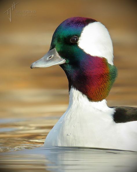 Bufflehead Duck, Duck Mounts, Redhead Duck, Duck Mount, Duck Stamp, Decoy Carving, Aquatic Birds, Duck Pictures, Ducks And Geese