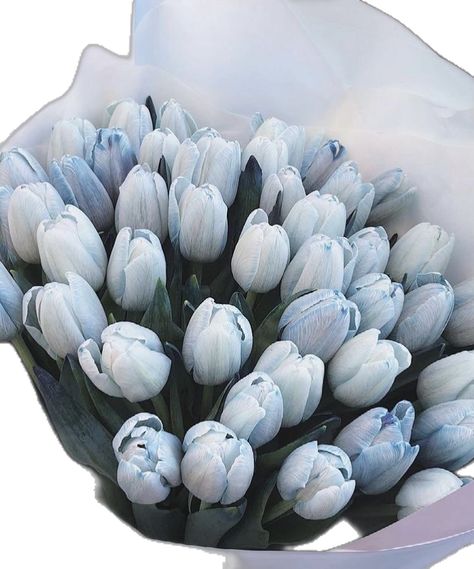 Everything Is Blue, Cute Blue Wallpaper, Baby Blue Aesthetic, The Color Blue, Light Blue Aesthetic, Blue Aesthetic Pastel, Blue Tulips, November 17, White Aesthetic