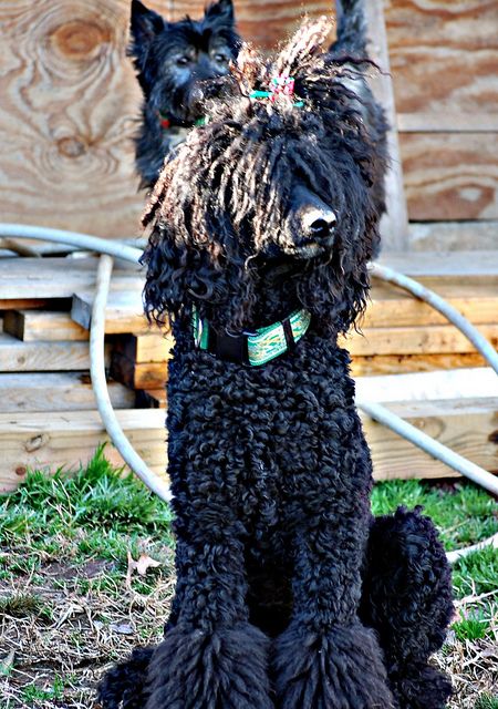 my heart dog. I love her beyond description. She is a standard poodle. they are not frou. she has dreadlocks called cords. Corded Poodle, Standard Poodle Haircuts, Poodle Haircut Styles, Brown Poodle, Black Standard Poodle, Poodle Hair, Poodle Haircut, Poodle Cuts, Puppy Cut