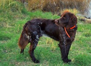 German Longhaired Pointer Dog Side View, German Longhaired Pointer, Pointer Puppy, Brazilian Terrier, German Pointer, Greenland Dog, Dog Breeds Pictures, Pointer Puppies, Long Haired Dogs