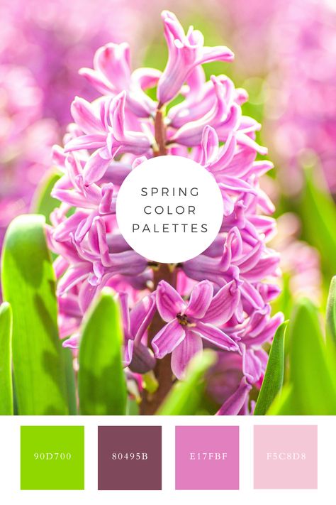 This spring palette captures a vibrant cluster of pink hyacinth flowers in full bloom, surrounded by lush green leaves. The soft pink petals create a striking contrast with the rich green foliage, set against a dreamy, blurred background of similar hues. This floral scene is perfect for evoking a sense of springtime beauty and freshness. Flower Color Palette, Pink Hyacinth, Color Generator, Hyacinth Flowers, Flip Image, Spring Palette, Spring Color Palette, Color Pallete, Color Picker