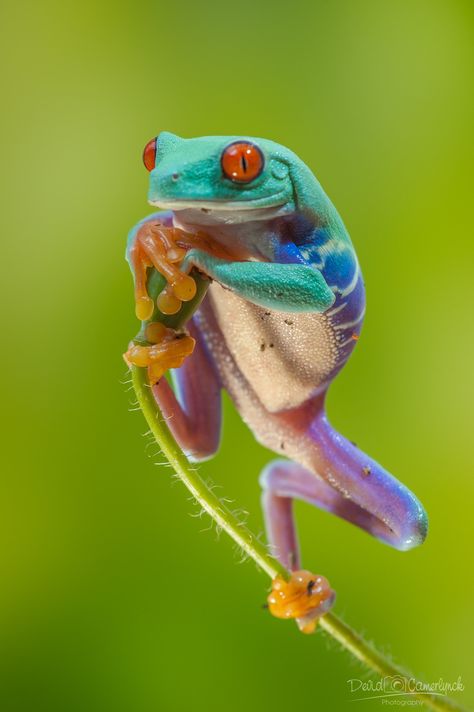 Frog Habitat, Frog Species, Amazing Frog, Red Eyed Tree Frog, Nikon D700, Frog Pictures, Frog Drawing, Funny Frogs, Frog Art