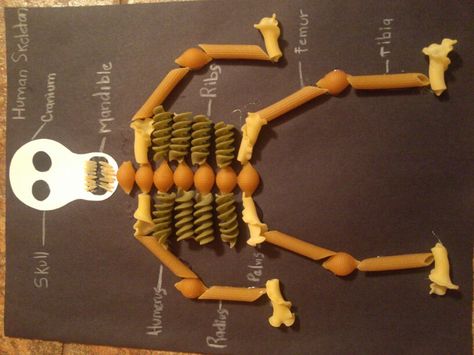 Pasta Skeleton, Muscular System For Kids, Health Science Projects, Skeletal System Project, Human Body Crafts, Skeleton System, Human Skeleton Model, Pasta Crafts, Human Body Projects