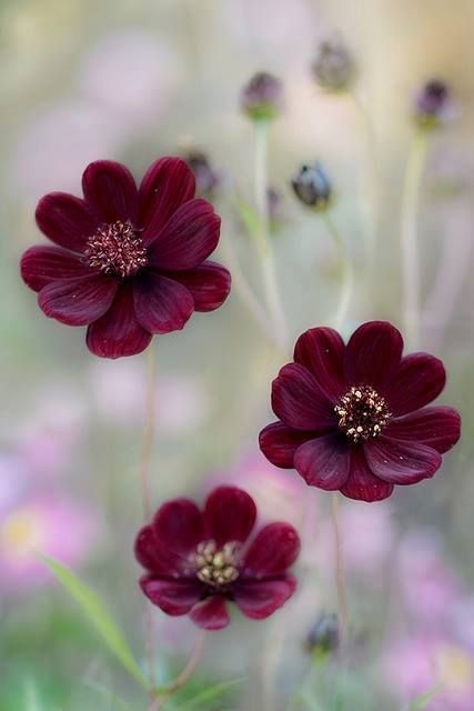 chocolate cosmos Chocolate Cosmos, Beautiful Blooms, Love Flowers, Amazing Flowers, Flower Wallpaper, Flowers Photography, My Flower, Pretty Flowers, Red Flowers