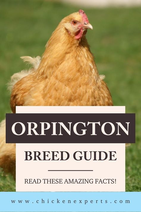 The Buff Orpington Chicken Breed Buff Orpingtons, Buff Orpington Chickens, Orpington Chickens, Buff Orpington, Chicken Coloring, Chicken Keeping, Keeping Chickens, Egg Laying, Chicken Breeds