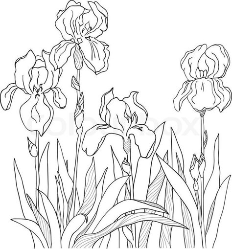 Iris Outline Drawing - Bing Images | line drawings of irises ... Iris Drawing, Iris Art, Iris Painting, Flower Line Drawings, Flower Drawings, Flower Sketches, Line Drawings, Plant Drawing, Outline Drawings