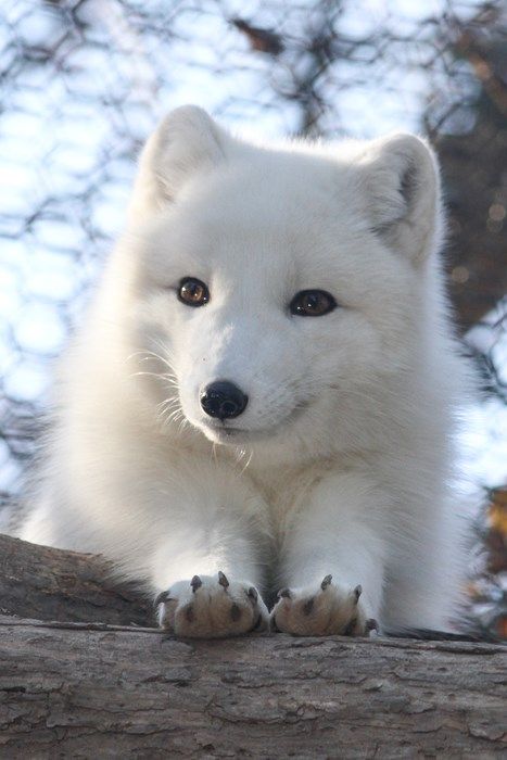 Ais a Fluffy Arctic Fox! Volpe Artica, Fuchs Baby, Fox Pups, Albino Animals, Fox Pictures, Pet Fox, Arctic Animals, Arctic Fox, Wild Dogs