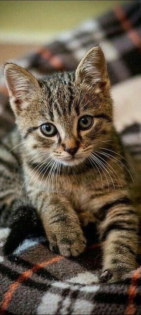 Most Beautiful Cat, Beautiful Cats Pictures, Pro Plan, Purina Pro Plan, Söt Katt, Image Chat, Gorgeous Cats, Beautiful Cat Breeds, Most Beautiful Cat Breeds