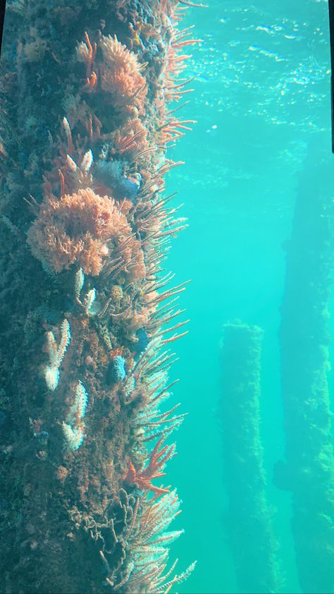 Underwater Observatory Busselton Jetty Underwater Observatory, Busselton Jetty, West Coast, Lifestyle