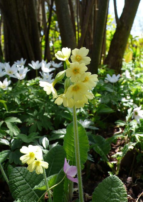 Forest Backyard, British Woodland, Shady Border, Sissinghurst Garden, Sissinghurst Castle, Castle Gardens, Shade Garden Plants, Woodland Plants, Small Vegetable Gardens