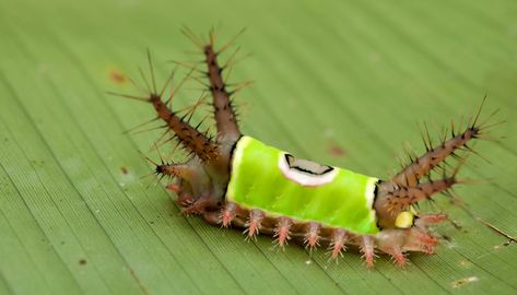 Poisonous Saddleback Caterpillars Showing Up In Virginia As Experts Warn Of Painful Sting Caterpillar Pictures, Brown Recluse, Creepy Crawlies, Pest Control, Caterpillar, Costa Rica, Saddle, Insects, 10 Things