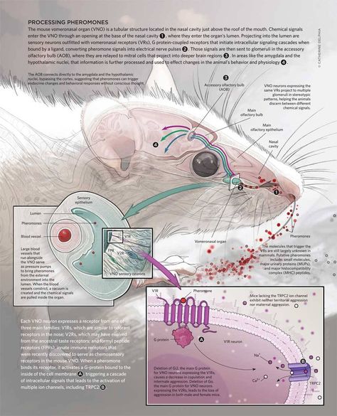 Exploring the world of scientific illustration and graphic design applied to biology. Sharing also my own contributions. Anatomy Design, Science Infographics, Scientific Poster, Medicine Notes, Basic Anatomy And Physiology, Research Poster, Brain Anatomy, Biology Art, Medical Photos